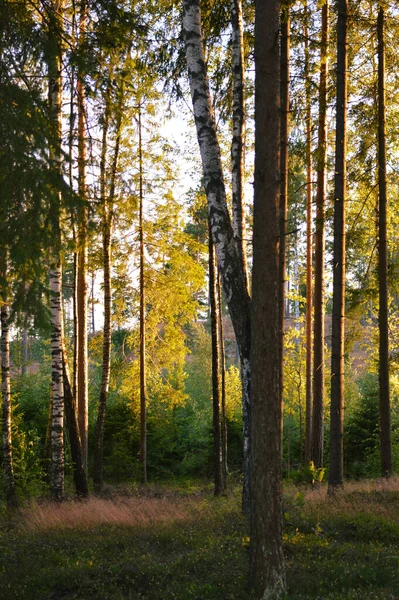 Forest Landscape Evening Sun — Stock Photo, Image