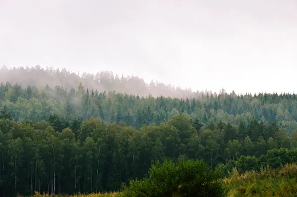 Der Nebel Steigt Aus Der Mitte Des Waldes Auf — Stockfoto