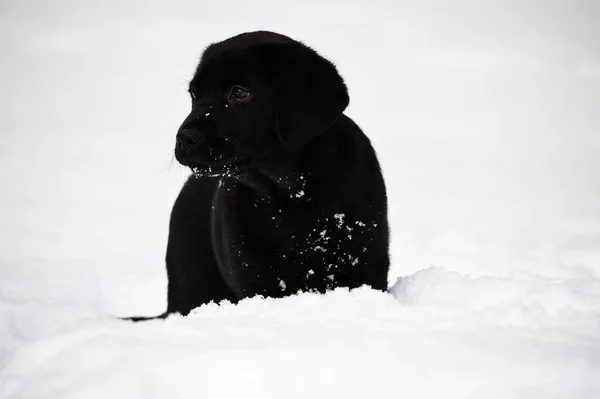 Cucciolo Labrador Retriever Nella Neve — Foto Stock