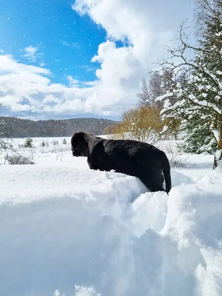 Ein Labrador Retriever Welpe Schnee — Stockfoto