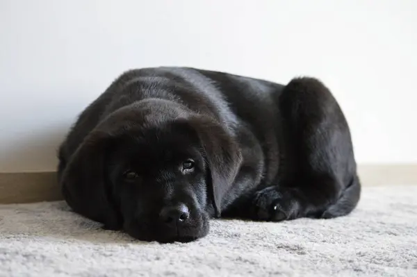 Cachorro Labrador Retriever Está Cansado — Foto de Stock
