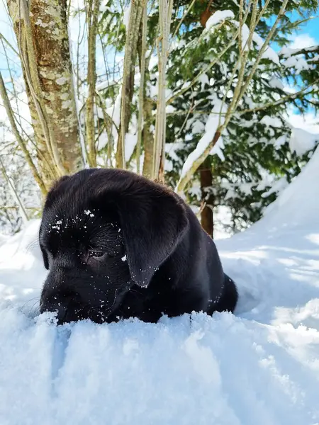 Karda Labrador Retriever köpeği