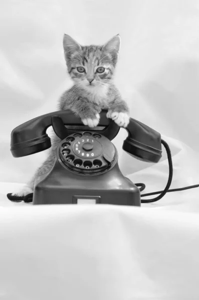 Gatinho Telefone Antigo — Fotografia de Stock