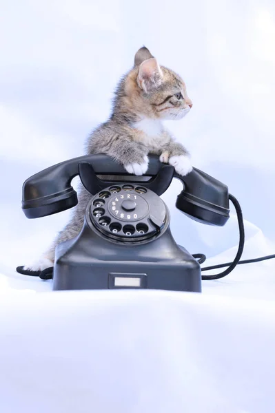 Kätzchen Und Altes Telefon — Stockfoto