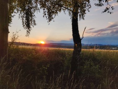 Ormanda bir ağacı olan güzel bir manzara.