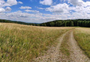 Ormana giden yol.