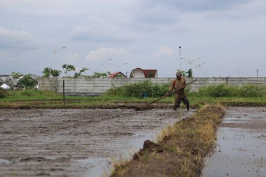 Purwokerto, Merkez Java, Endonezya. 17 Şubat 2023: Erkek bir çiftçi tarlalardaki pirinç yerinin haritasını çıkarıyor.