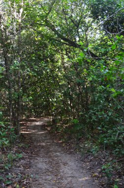 Yoğun tropikal orman ağaçlarıyla çevrili güzel dikey doğa manzarası.
