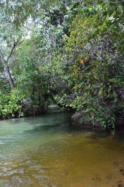 Tocantins, Brezilya 'daki ormanda temiz ve şeffaf su akıntısı olan bir nehir.