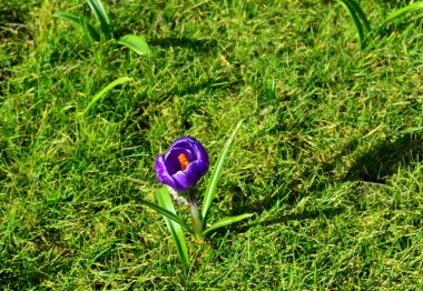 Bahçedeki çimlerin üzerinde güzel mor iris çiçeği