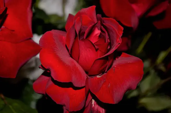 Kırmızı gül açık detaylarla