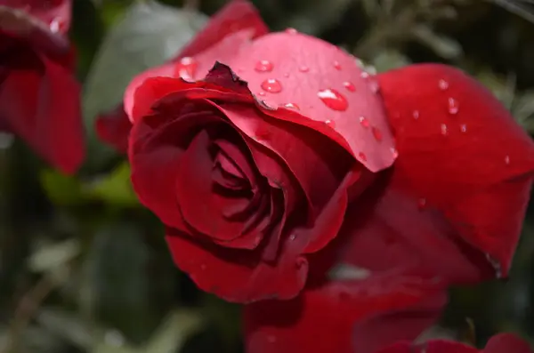 Kırmızı bir gülün üzerindeki çiğ damlasının ayrıntıları