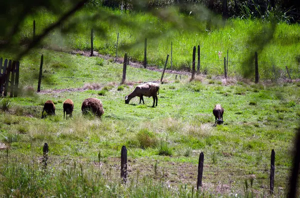Çayırda vahşi bir koyun sürüsü