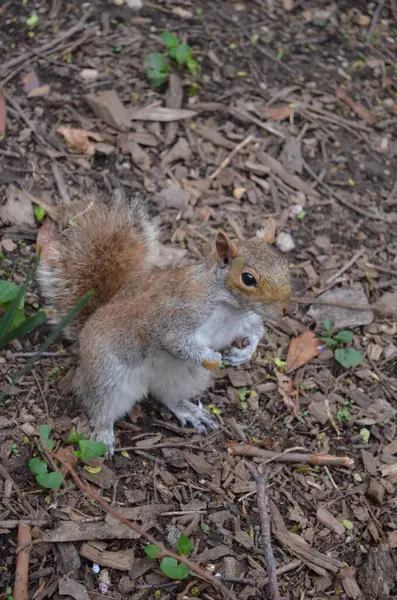 Sonbaharda yaprakları dökülen bir sincap.