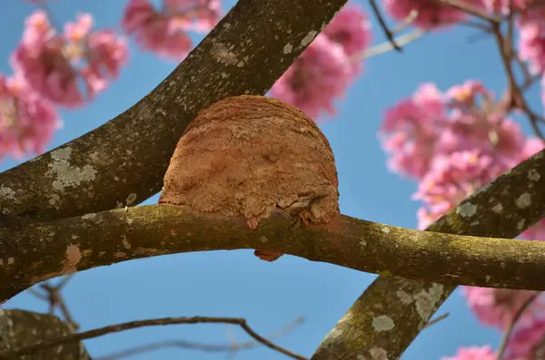 Brezilya Cerrado 'sunun tipik bir dalındaki Joao de Barro adındaki bir kuşun kilden evi..