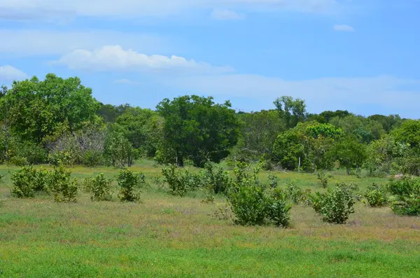 Brezilya 'nın Tocantins kentindeki tipik bir Cerrado biyomu gibi yeşil ağaçlı güzel bir manzara.