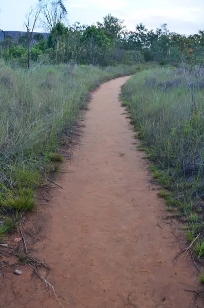 Tocantins, Brezilya 'da ormanda yürümek için patika yolu