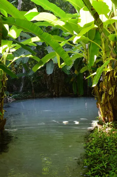 Fervedouro hakkında güzel bir orman manzarası, Tocantins, Brezilya 'da suyun altına inemeyeceğiniz tipik bir yerdir.