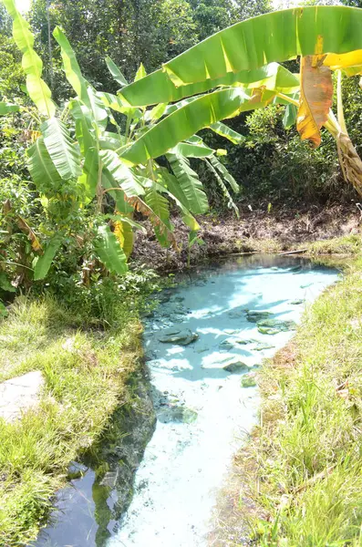 Mavi suyla şeffaf tropikal orman