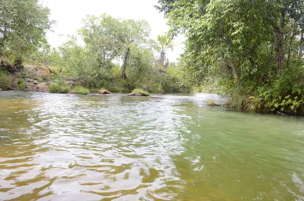 Ormandan akan bir nehir Tocantins, Brzil.