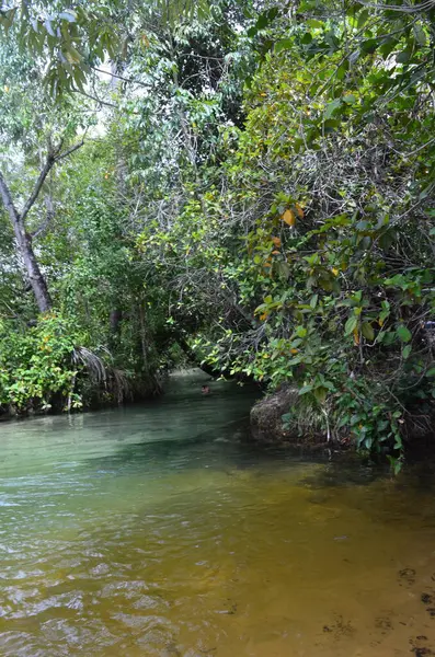 Tocantins, Brezilya 'daki ormanda temiz ve şeffaf su akıntısı olan bir nehir.