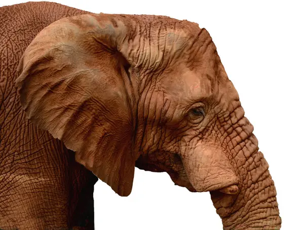 Beyaz arka plan üzerinde izole Afrika fili.