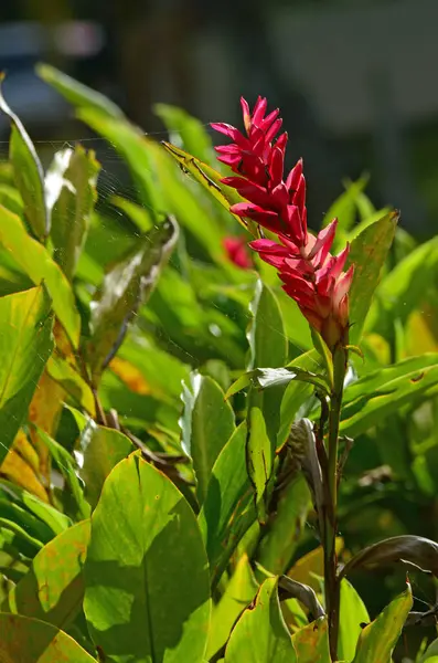 Bahçedeki güzel tropikal Brezilya kırmızı çiçekleri