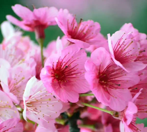 Yakın plan - çiçek açan güzel çiçeklerin görüntüsü