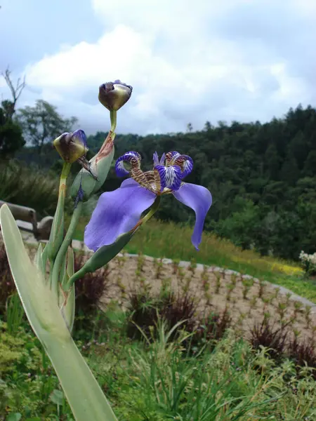 Bahçedeki iris çiçeği