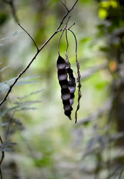 Güzel botanik çekimi, açılmadan önce kelebek kozalı doğal duvar kağıdı.