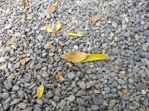 Sonbahar yaprakları yolda