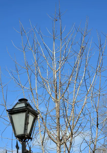 Parktaki bir ağacın dalları