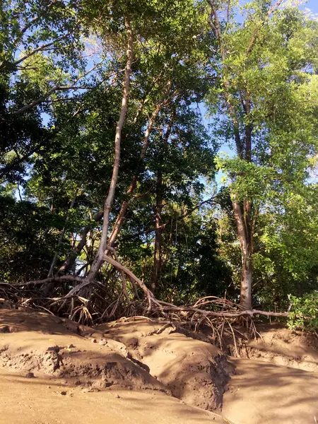 Güzel bir sahne mangrov ağacı kökünü gözler önüne seriyor