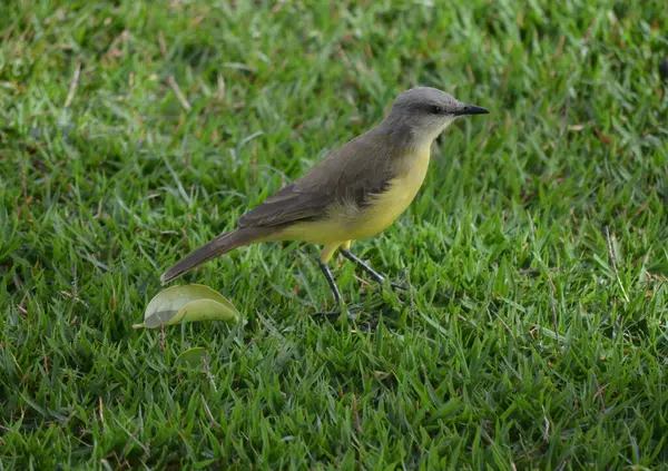 Sarı kanatlı bir kuş (cyrcyus himanmantopus) )