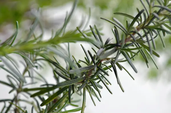 Bahçedeki taze biberiye bitkisini kapatın.