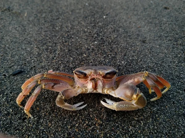 Ocypode Cursor Crab Species Black Sand Beach — Stock Photo, Image