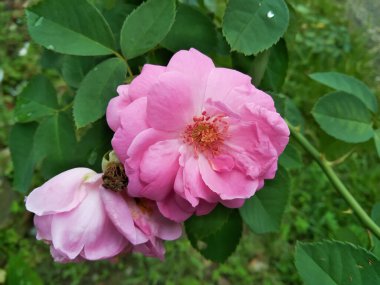 Güzel pembe güller yemyeşil yapraklarla birlikte büyür..