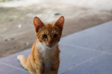Terasta oturan turuncu bir kedi yavrusu. Sevimli kedi yavrusu..