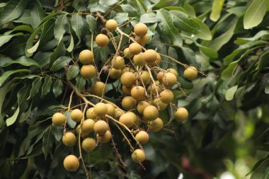 Bahçedeki bir Longan ağacının meyvesi.