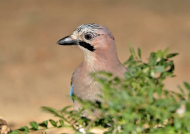 retrato de arrendajo (Garrulus glandarius) escondido tras las plantas con fondo crema (Garrulus glandarius)