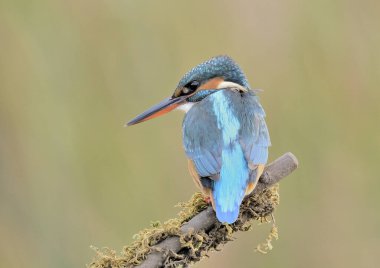 Kingfisher (Alcedo atthis) perched on its back looking in profile (Alcedo atthis)