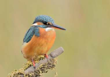 Kingfisher (Alcedo atthis) perched in profile on a branch with green background (Alcedo atthis)