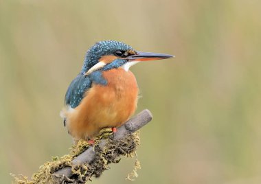 Kingfisher (Alcedo atthis) perched in profile on a branch (Alcedo atthis)