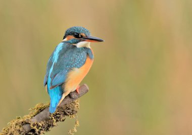 Kingfisher (Alcedo atthis) perched in profile on a branch  (Alcedo atthis)