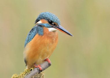 kingfisher (Alcedo atthis) perched in profile on a log looking towards the water (Alcedo atthis)