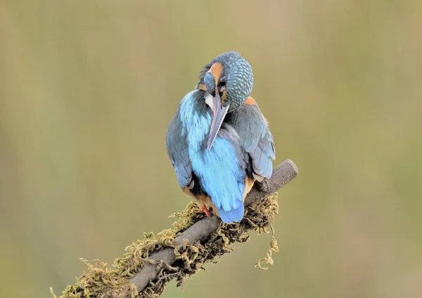 Kingfisher Alcedo Atthis Perched Its Back Preening Its Feathers Alcedo — Zdjęcie stockowe