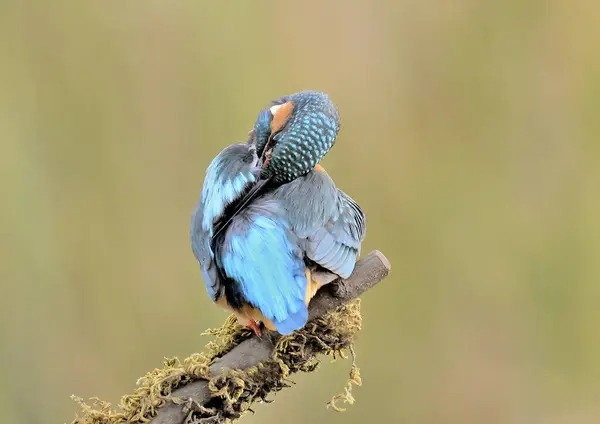 Kingfisher Alcedo Atthis Perched Branch Preening Its Plumage Alcedo Atthis — Stock fotografie