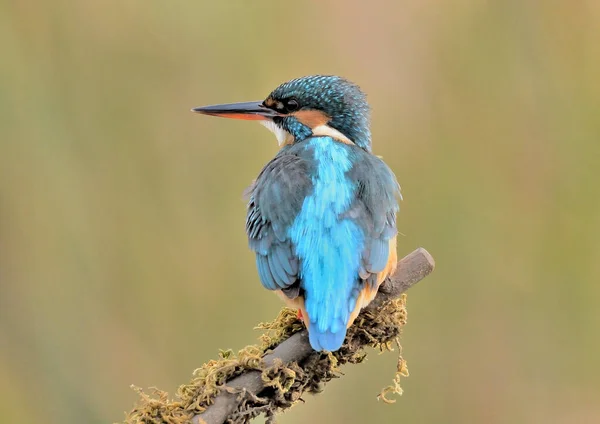 Kingfisher Alcedo Atthis Perched Its Back Mossy Branch Alcedo Atthis — Stockfoto