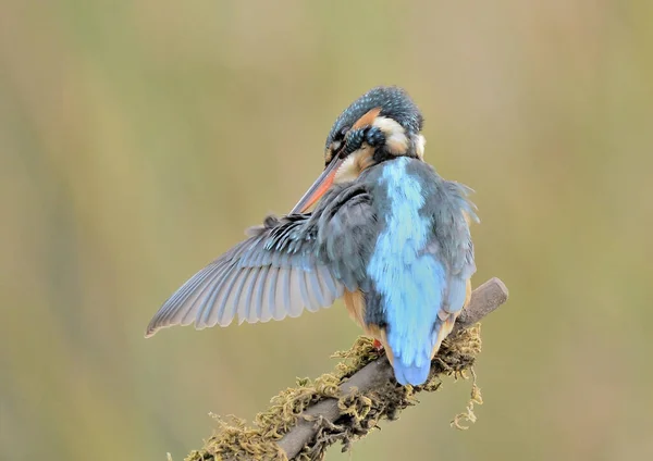 Kingfisher Alcedo Atthis Perched Branch Preening One Wing Alcedo Atthis — Stock fotografie