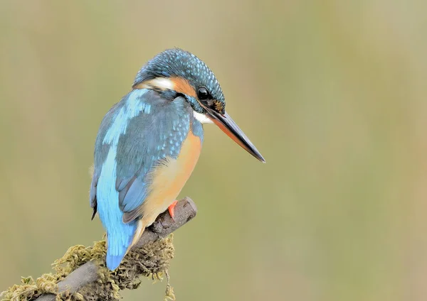 Kingfisher Alcedo Atthis Perched Profile Log Alcedo Atthis — 图库照片